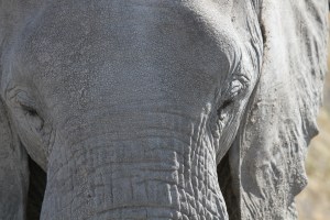 01_IMG_1334_Pachyderm