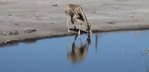 19_IMG_1405_Drinking technique1