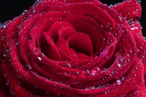 23_Rose_IMG_9751